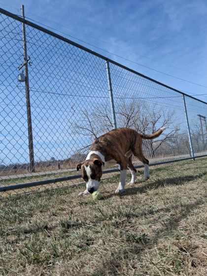 Enlarge Rocky, a Adoptable mixed breed in Scottsbluff, NE image 3/3