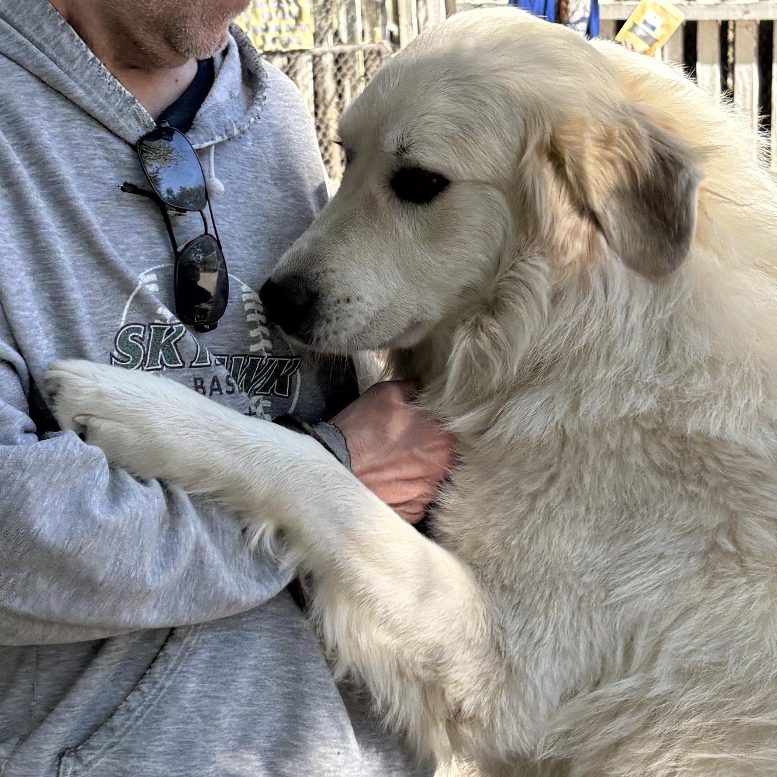 Ghost- New to Rescue - Friendly Boy - Needs Foster