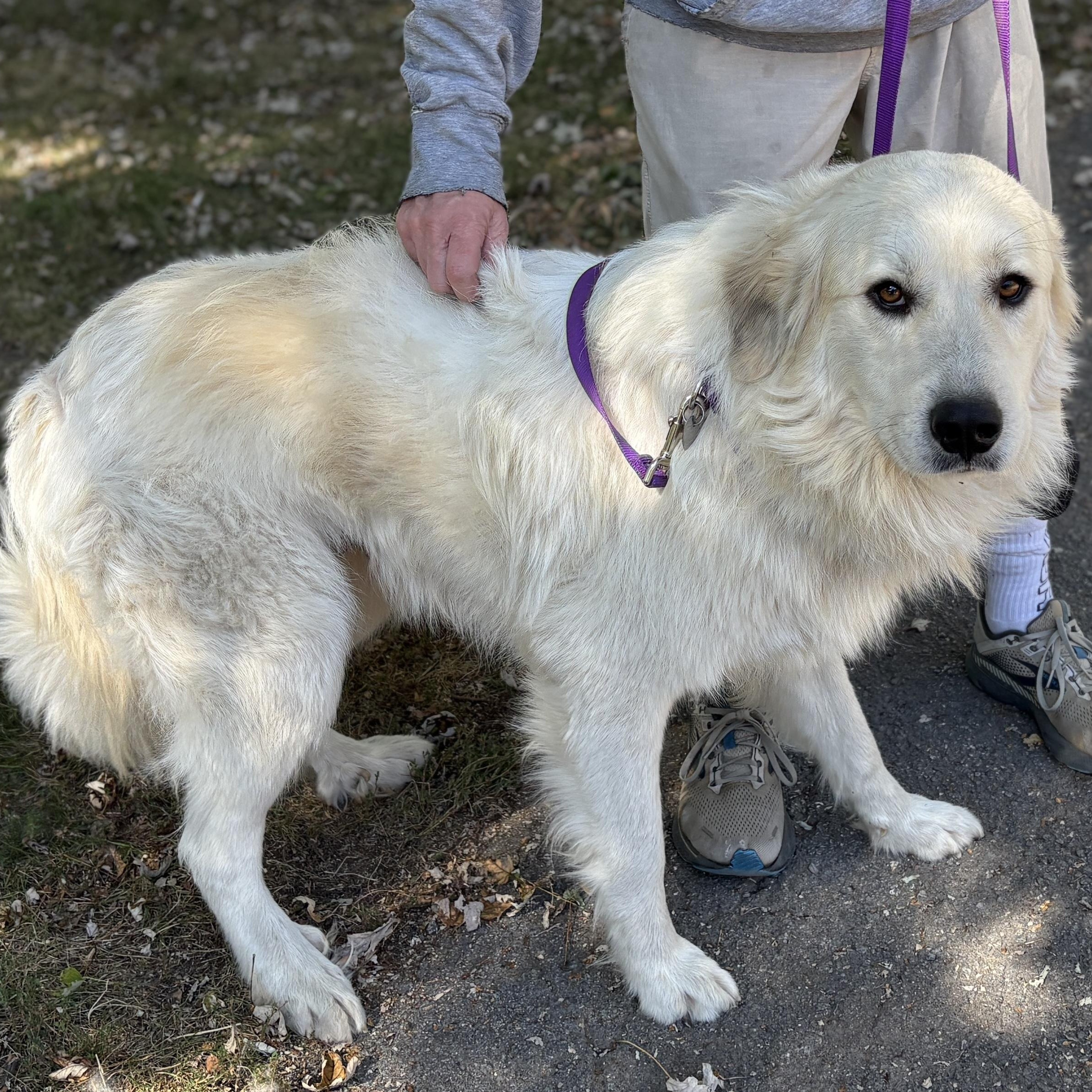 Ghost- New to Rescue - Friendly Boy - Needs Foster — thumbnail 2