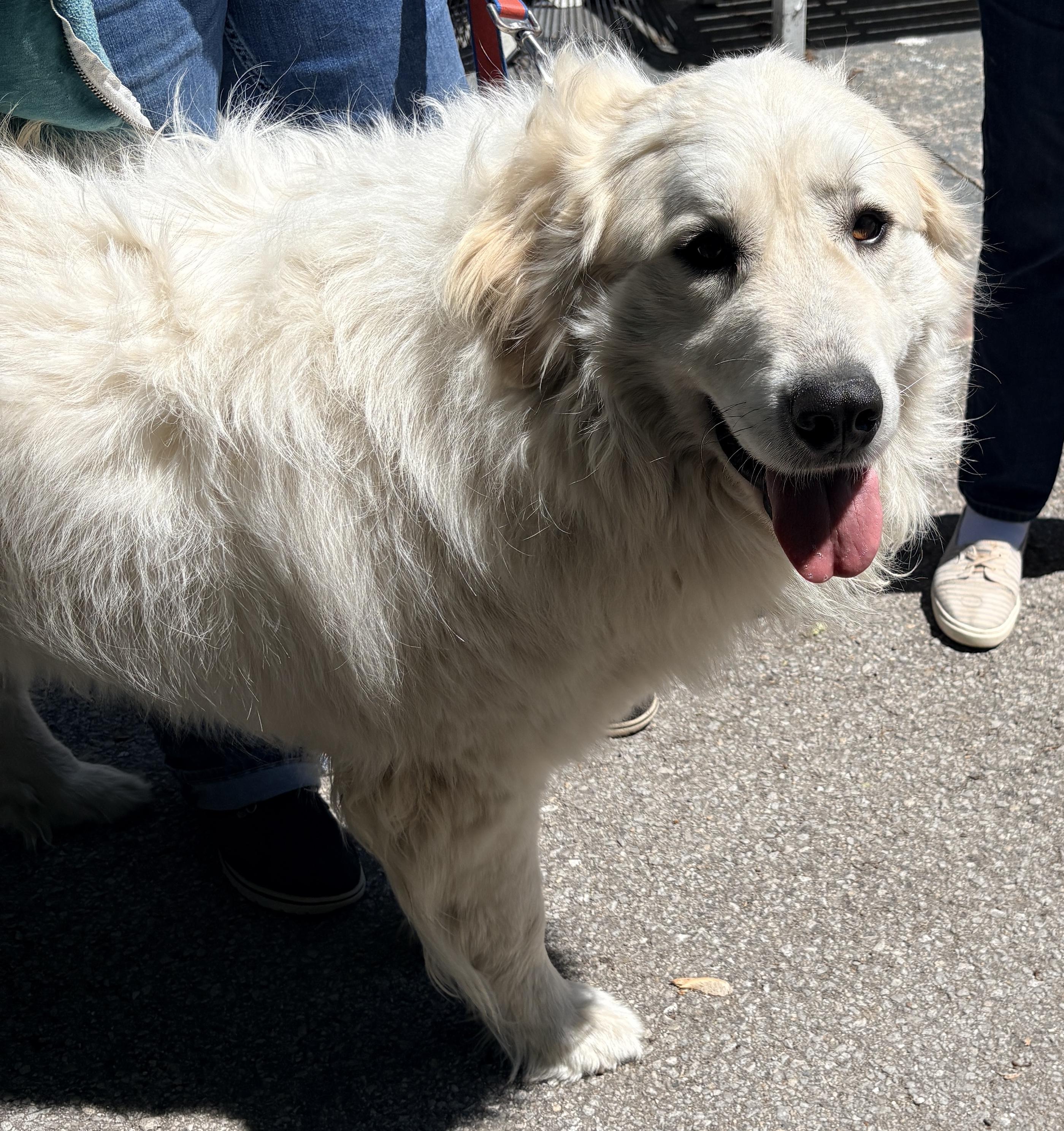 Enlarge Toast- Friendly Boy - Needs Foster, a Adoptable Great Pyrenees in Indianapolis, IN image 5/6