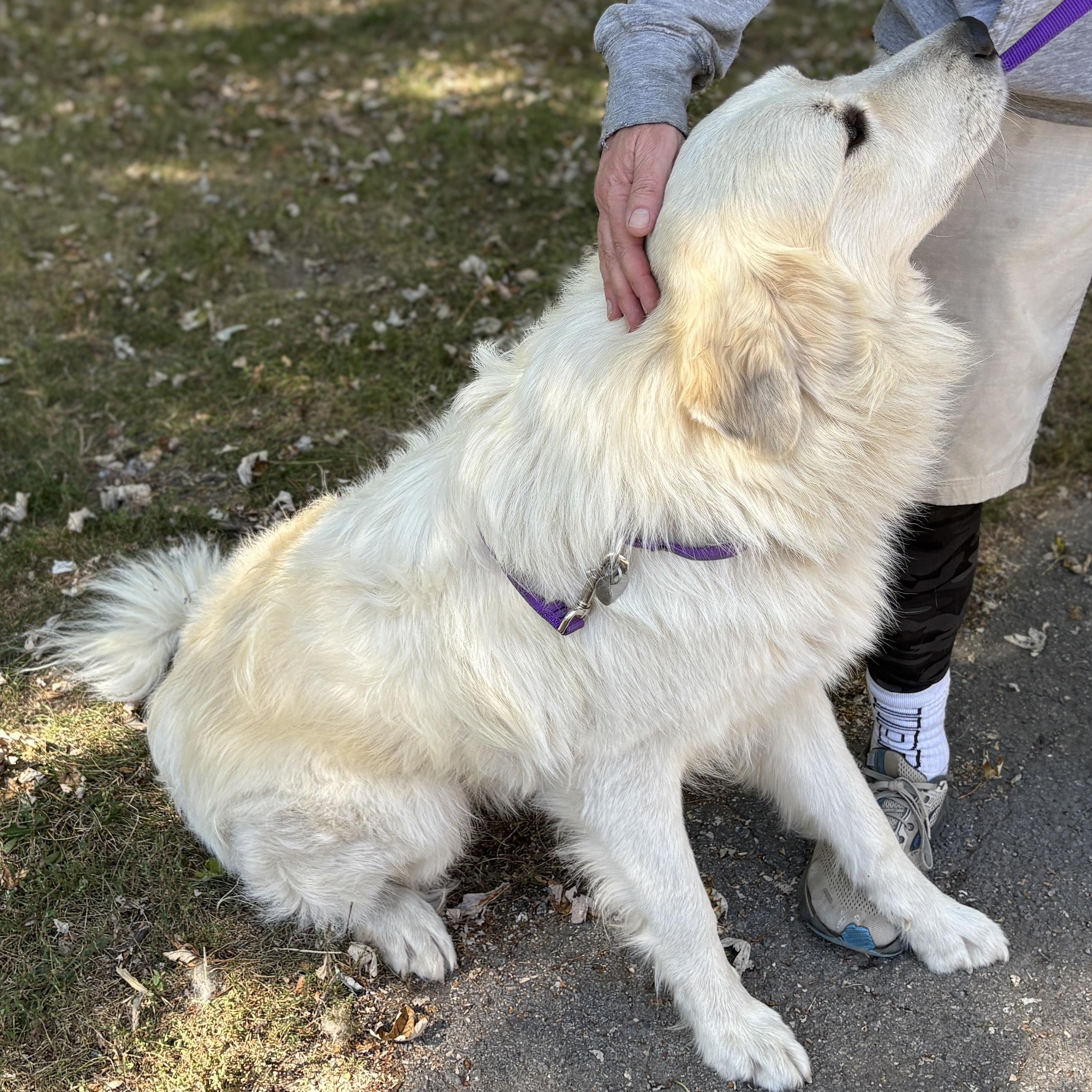 Ghost- New to Rescue - Friendly Boy - Needs Foster — thumbnail 3