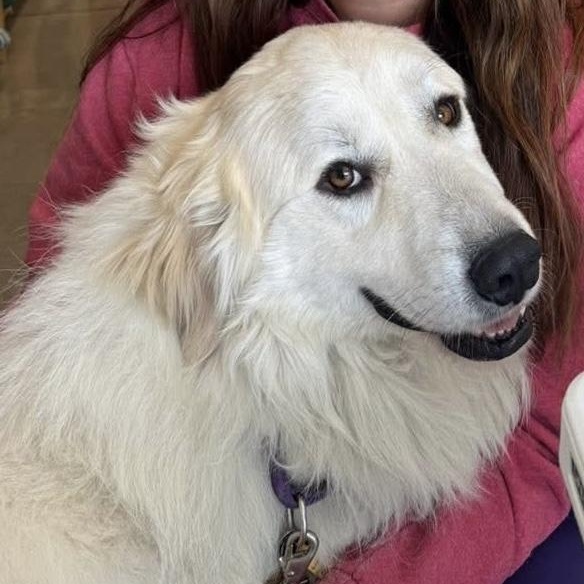 Enlarge Toast- Friendly Boy - Needs Foster, a Adoptable Great Pyrenees in Indianapolis, IN image 1/6
