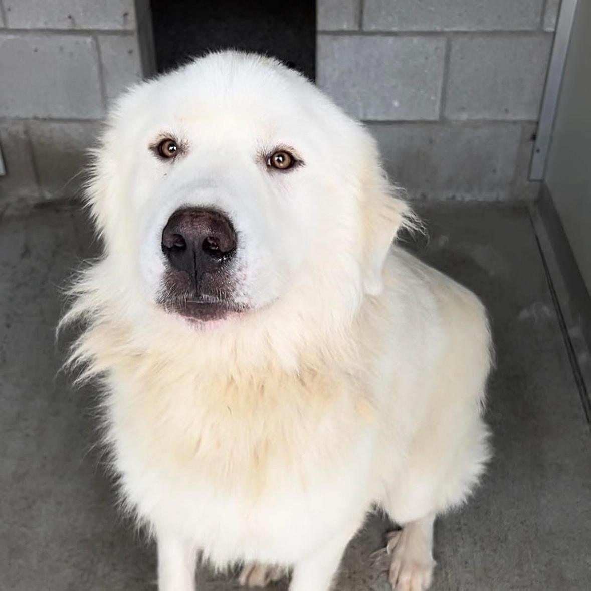 Ghost- New to Rescue - Friendly Boy - Needs Foster, Adoptable, Young Male Great Pyrenees.