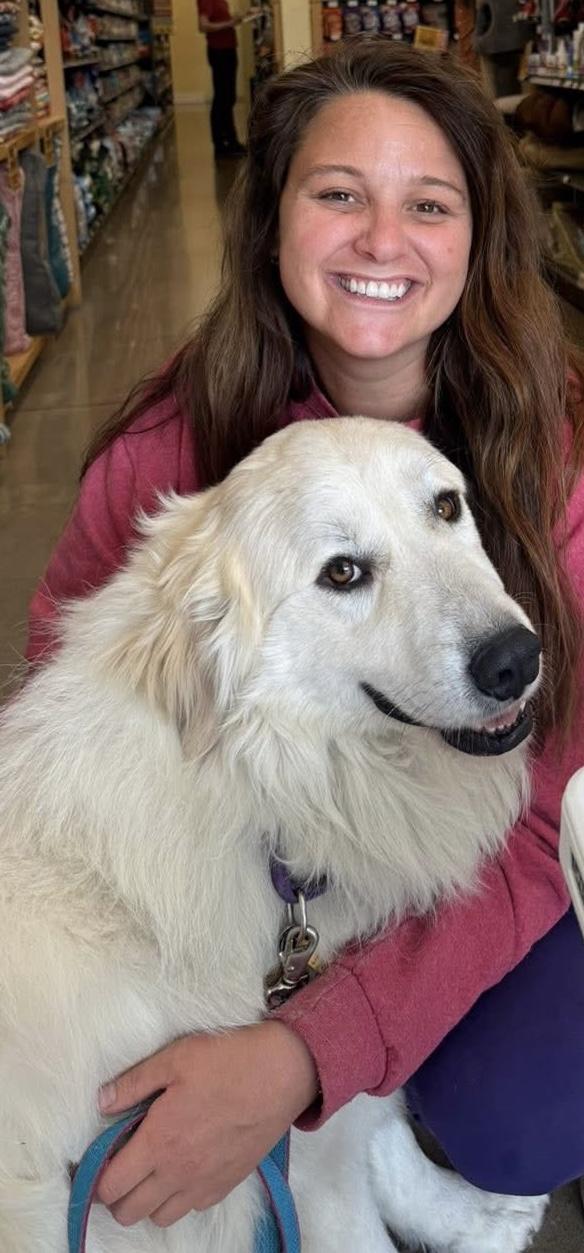 Enlarge Toast- Friendly Boy - Needs Foster, a Adoptable Great Pyrenees in Indianapolis, IN image 6/6