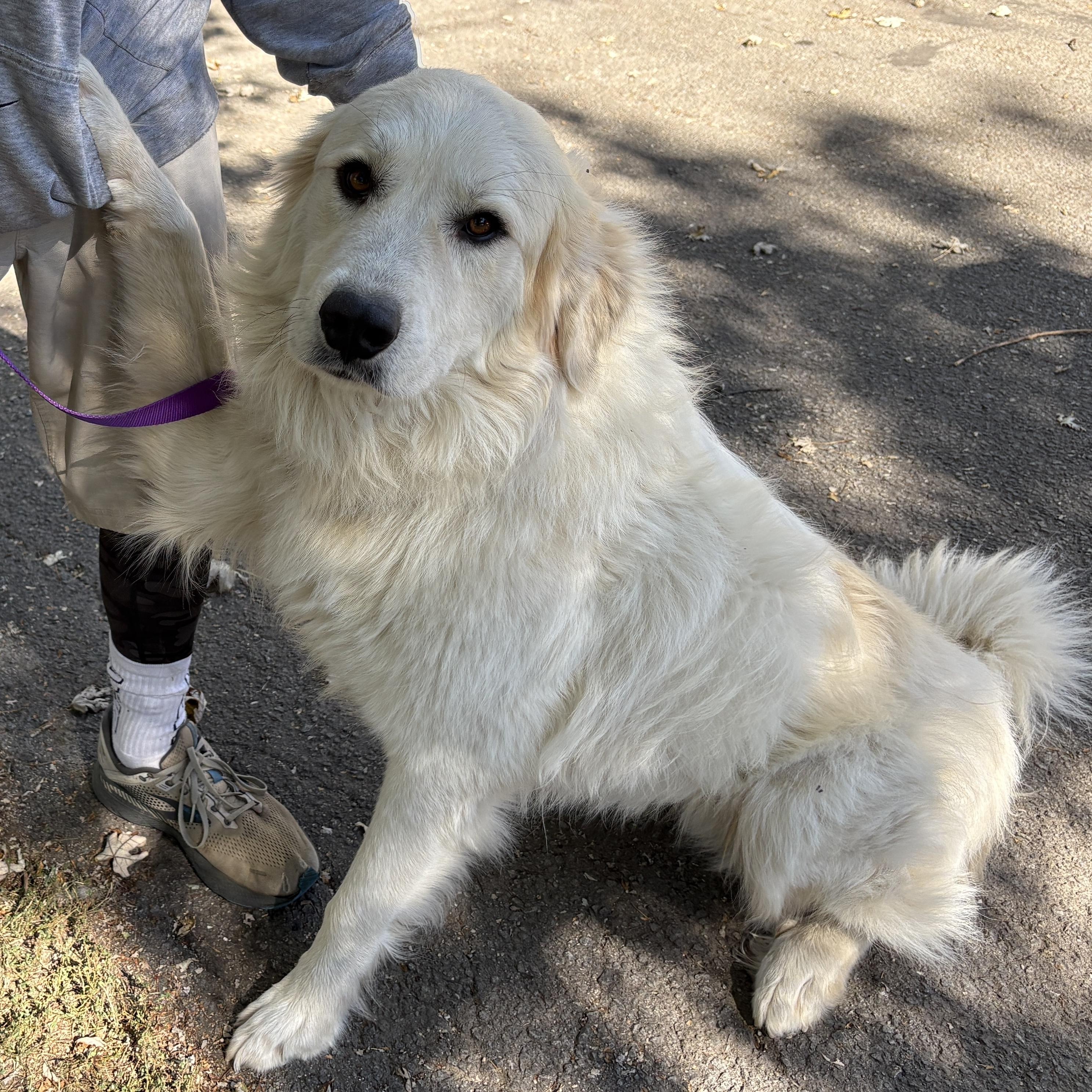 Ghost- New to Rescue - Friendly Boy - Needs Foster — thumbnail 5