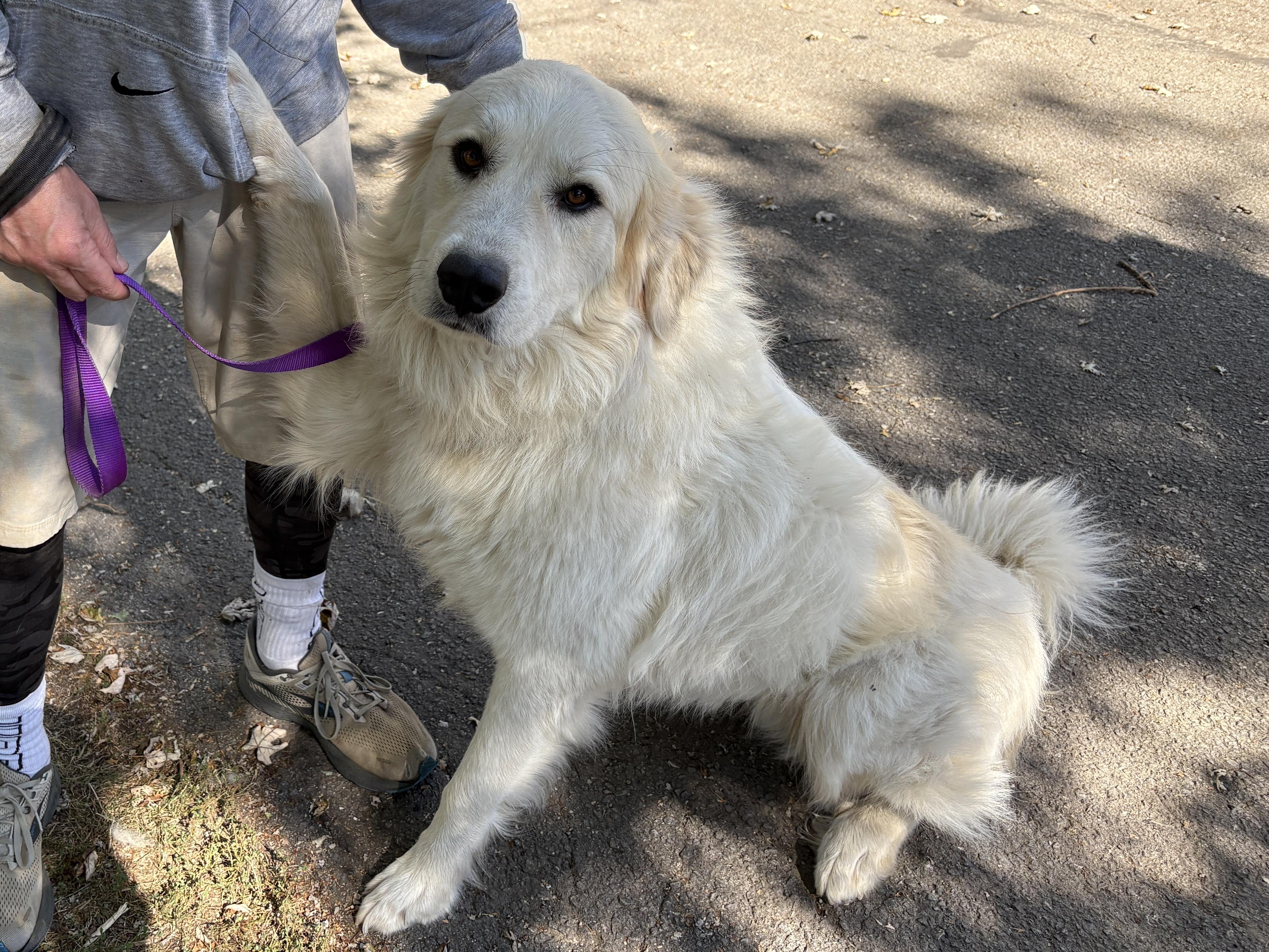 Ghost- New to Rescue - Friendly Boy - Needs Foster