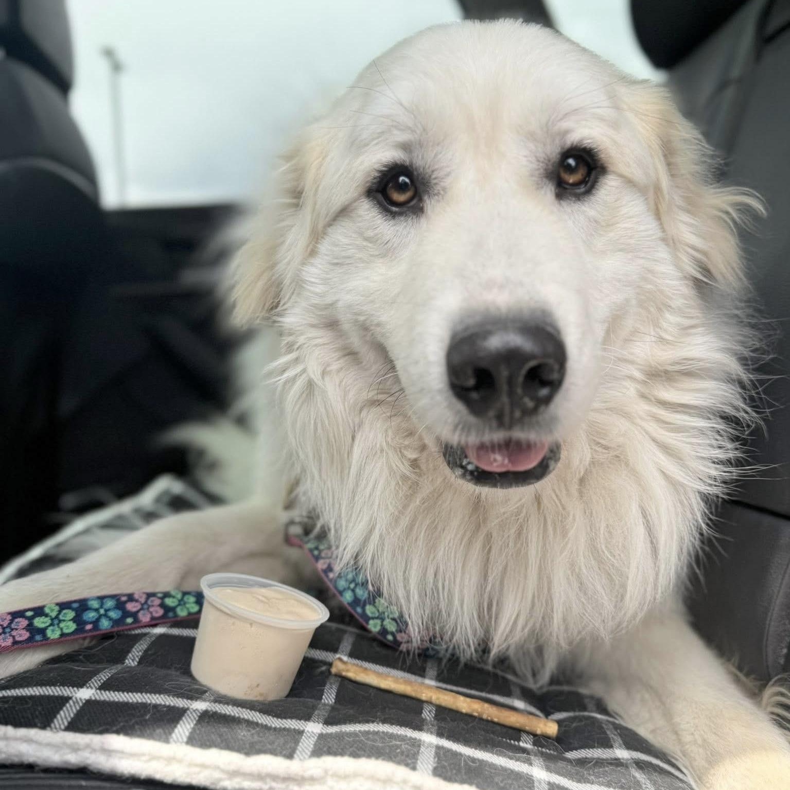 Enlarge Toast- Friendly Boy - Needs Foster, a Adoptable Great Pyrenees in Indianapolis, IN image 2/6