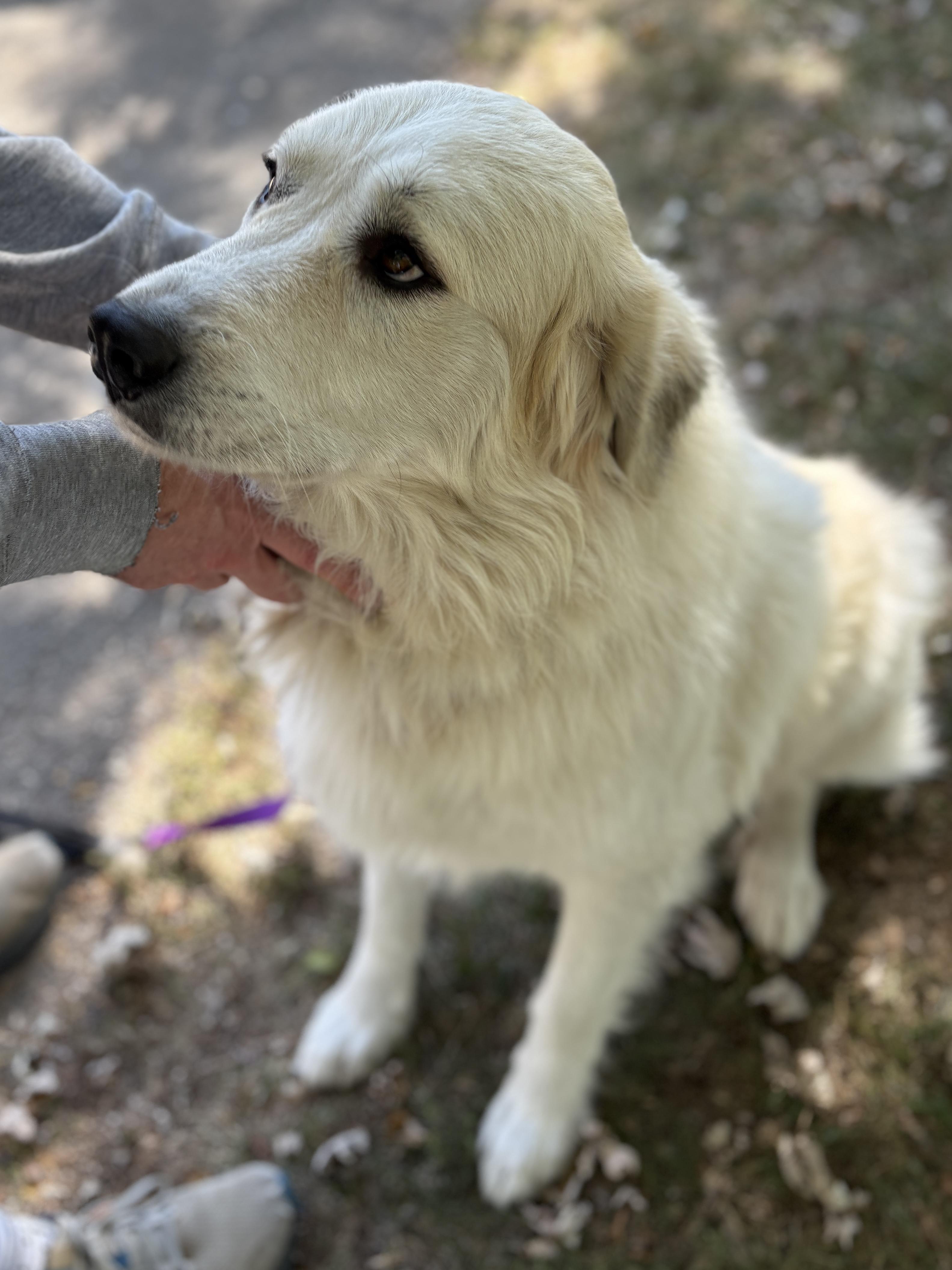 Ghost- New to Rescue - Friendly Boy - Needs Foster — thumbnail 6