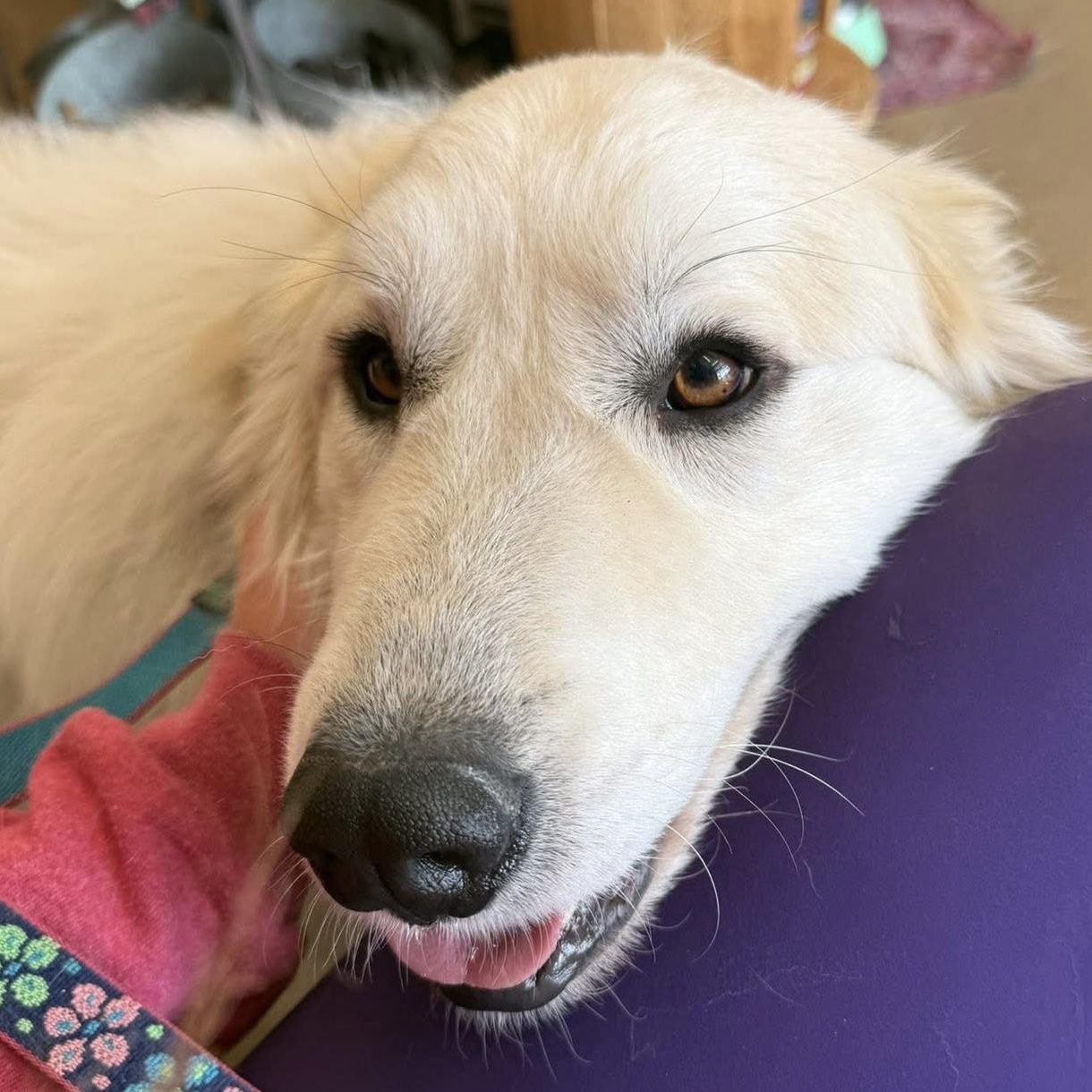 Enlarge Toast- Friendly Boy - Needs Foster, a Adoptable Great Pyrenees in Indianapolis, IN image 6/6