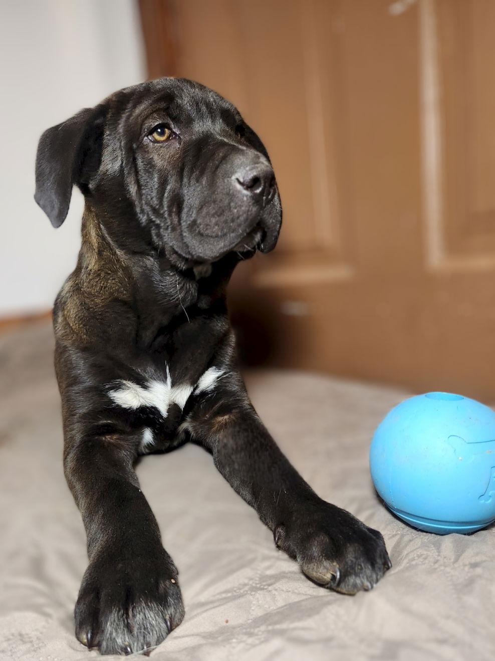 Gerald, Adoptable, Puppy Male Terrier.