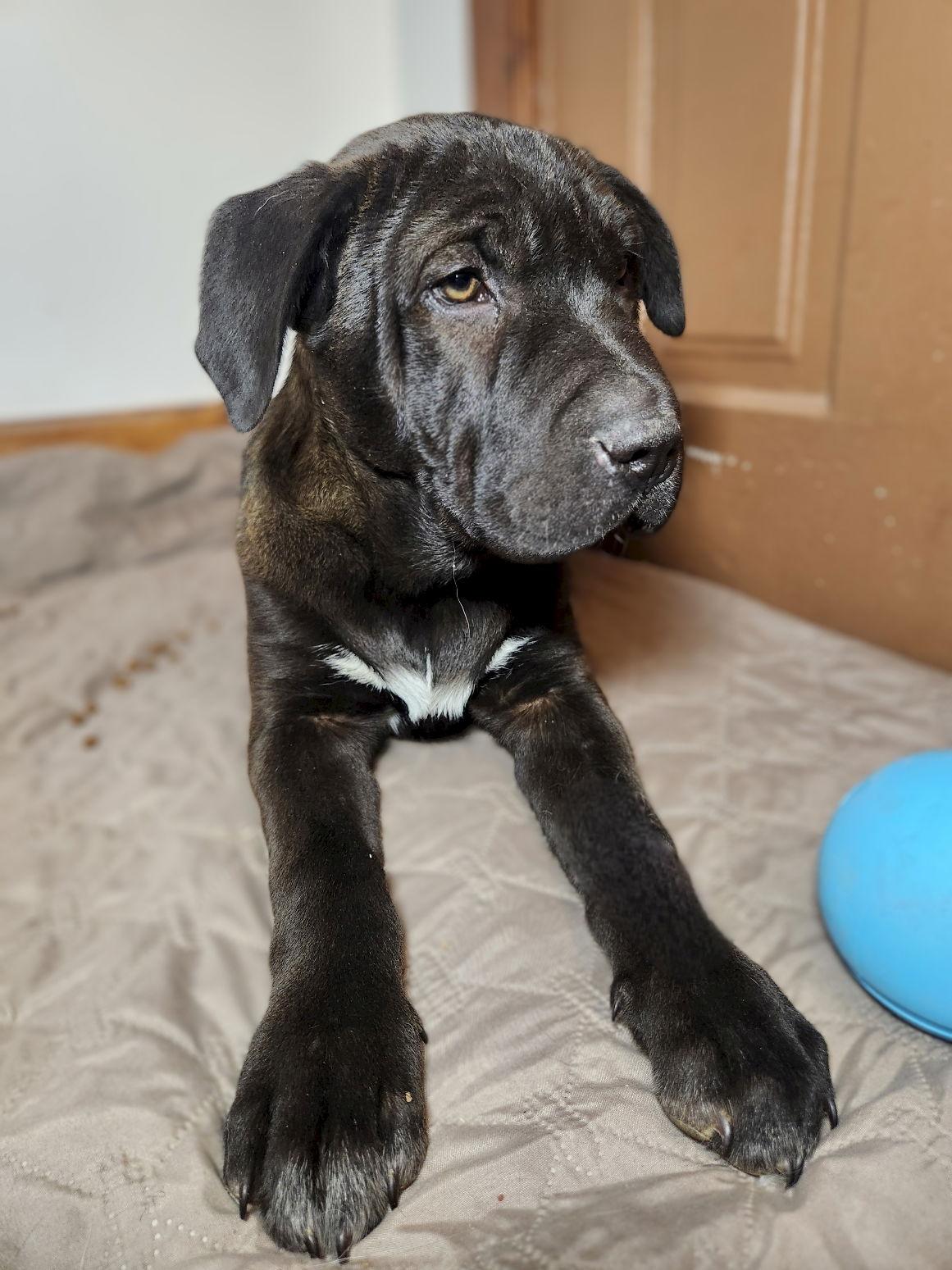 Enlarge Gerald, a Adoptable Terrier in New London, WI image 3/3