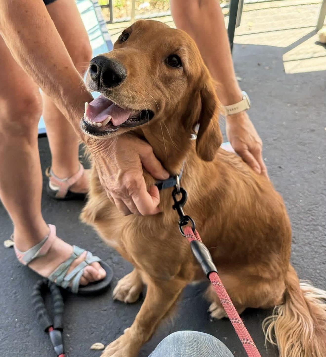 Enlarge Bosa, a Adopted Golden Retriever in Santa Rosa, CA image 1/1