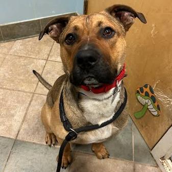 General Munchkin Man, Adoptable, Adult Male Mixed Breed.