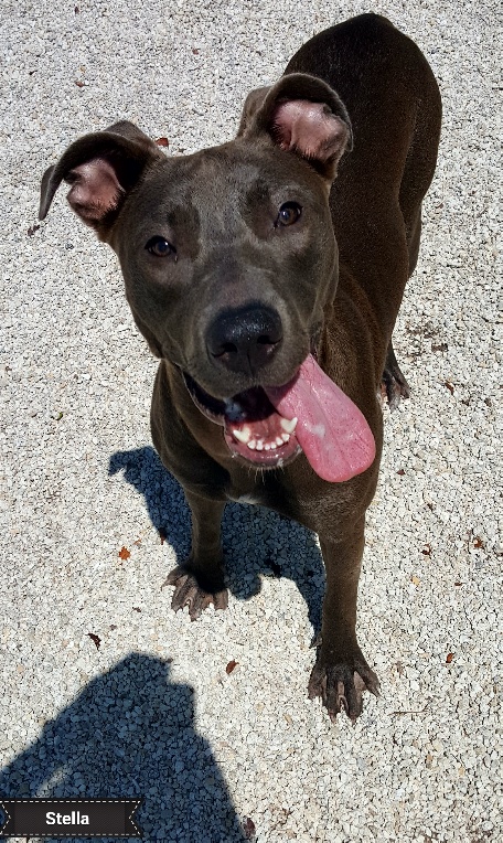Stella, Adoptable, Adult Female Weimaraner.