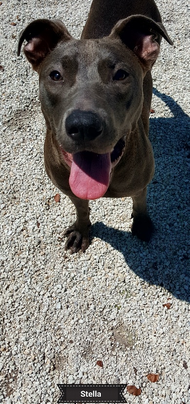 Stella, a Adoptable mixed breed in Key Largo, FL image 2/3