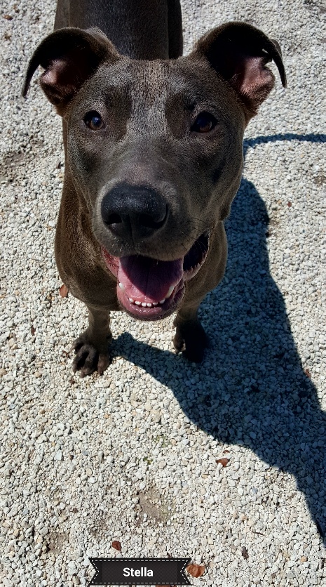 Stella, a Adoptable mixed breed in Key Largo, FL image 3/3