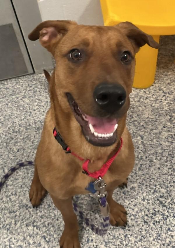 Enlarge Sweetie Pie, a Adoptable mixed breed in Golden, CO image 1/3