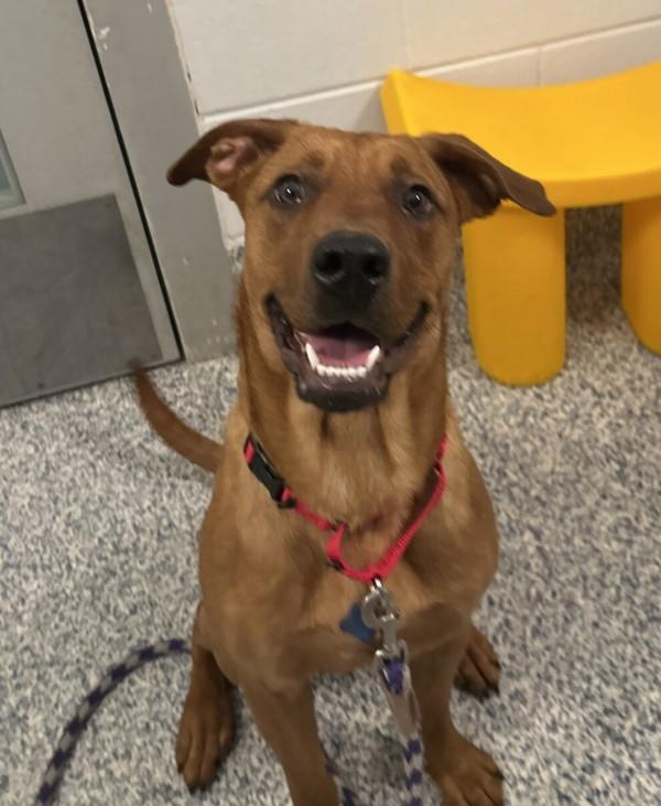 Enlarge Sweetie Pie, a Adoptable mixed breed in Golden, CO image 2/3