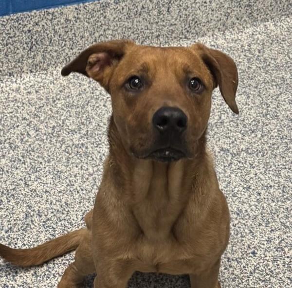 Enlarge Sweetie Pie, a Adoptable mixed breed in Golden, CO image 3/3