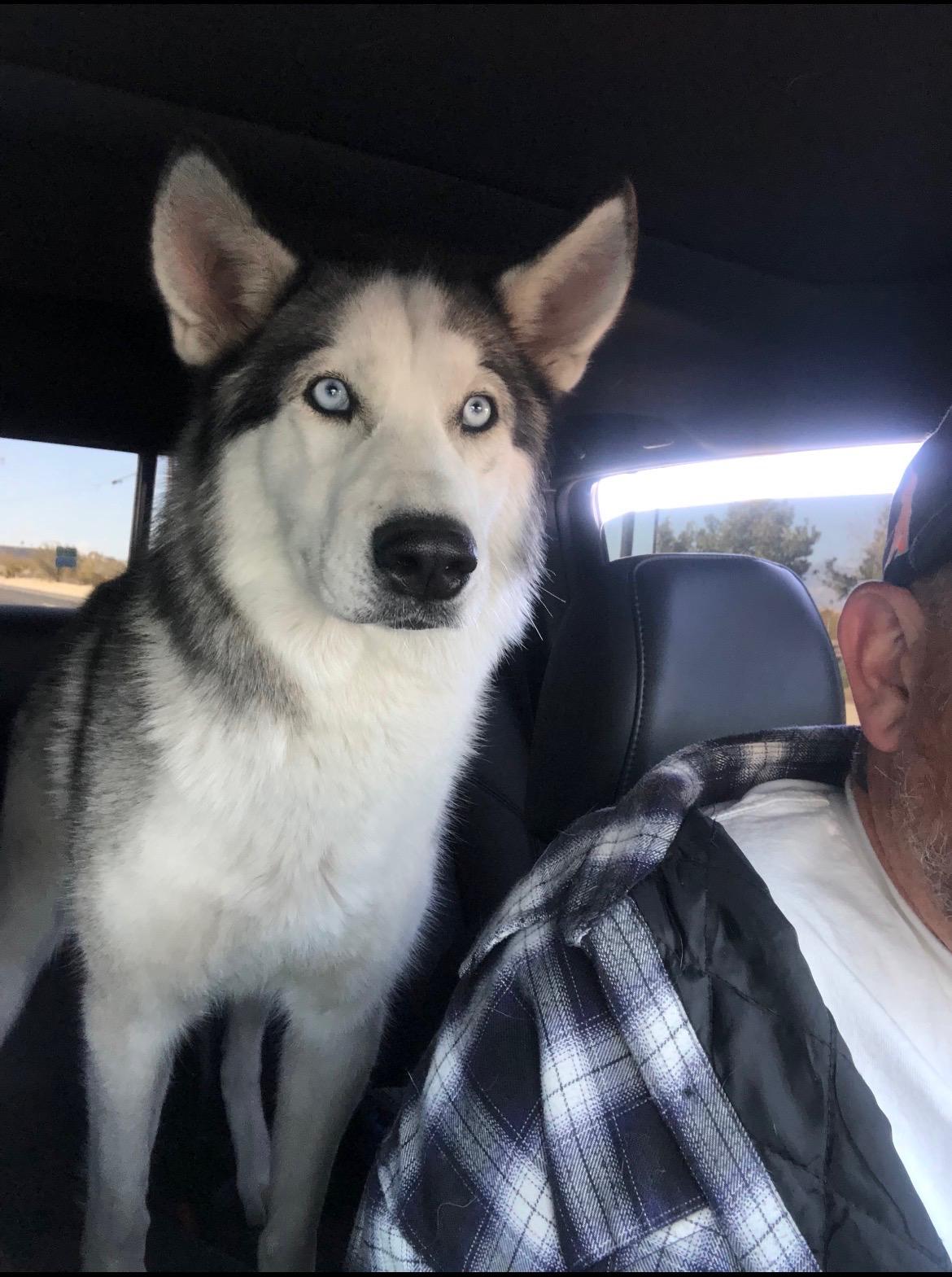 Hazel, a ADOPTABLE Siberian Husky in Menifee, CA image 5/6