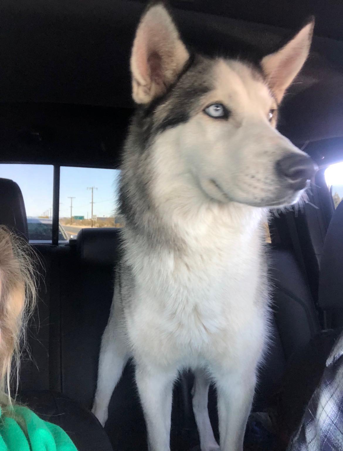 Hazel, a ADOPTABLE Siberian Husky in Menifee, CA image 3/6