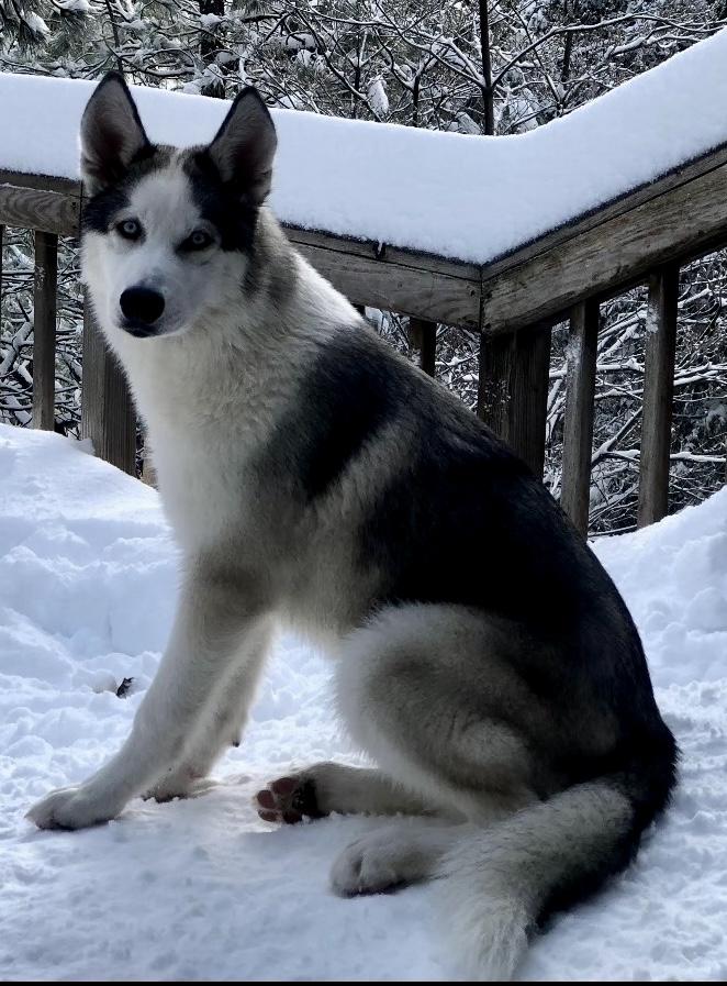 Hazel, ADOPTABLE, Adult Female Siberian Husky.