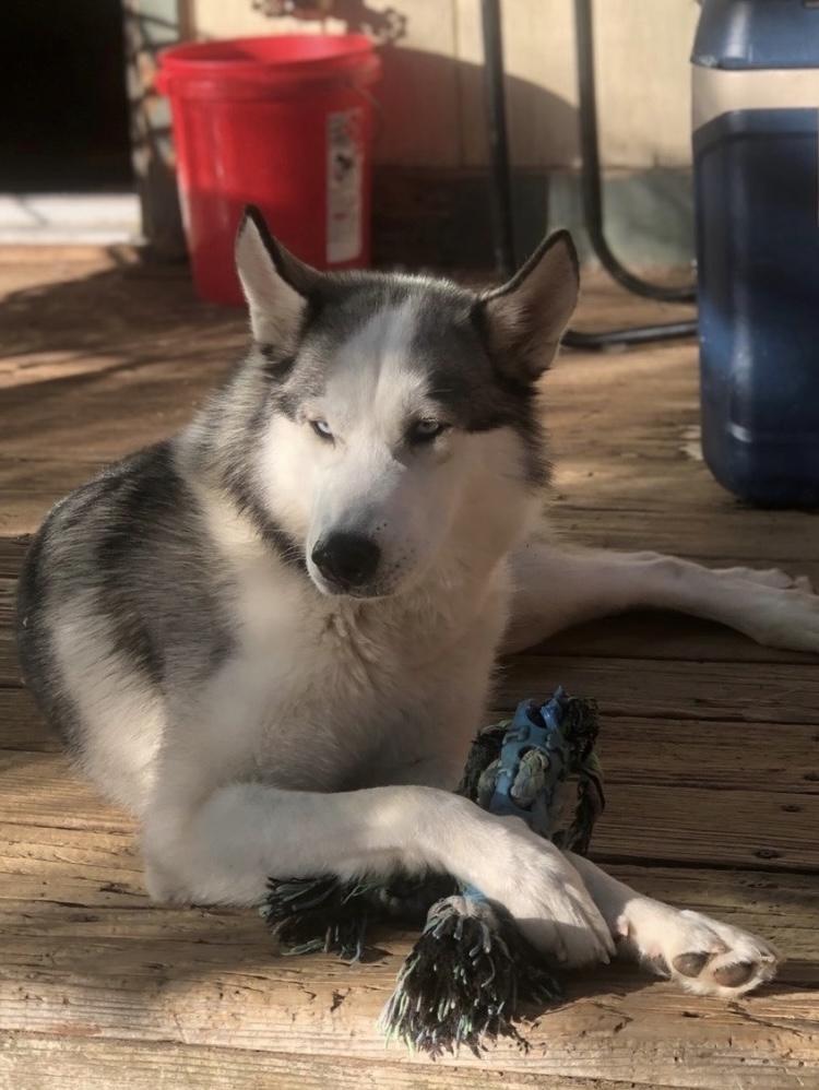 Hazel, a ADOPTABLE Siberian Husky in Menifee, CA image 2/6