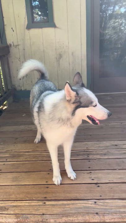 Enlarge Hazel, a ADOPTABLE Siberian Husky in Menifee, CA video 6/6
