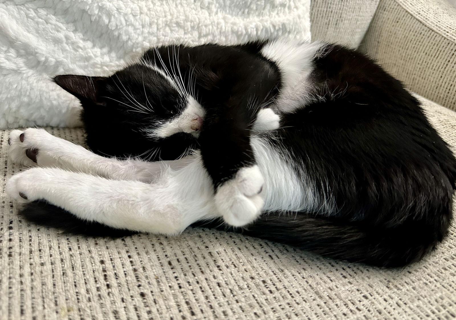 Franny SPECIAL NEEDS (In Foster), Adoptable, Young Female Domestic Short Hair.