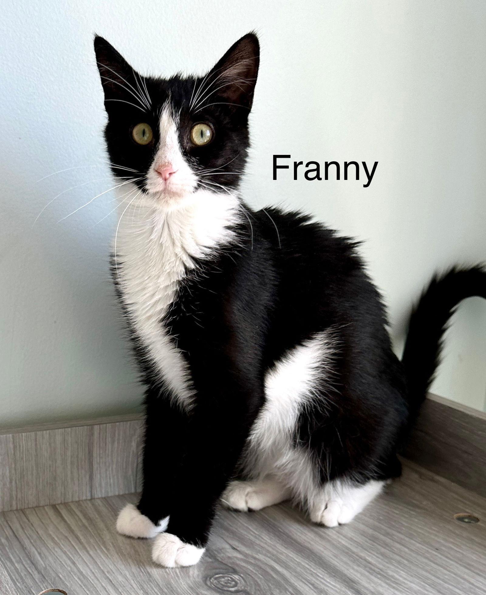 Franny SPECIAL NEEDS (In Foster), a Adoptable Domestic Short Hair in Alexandria, VA image 2/2