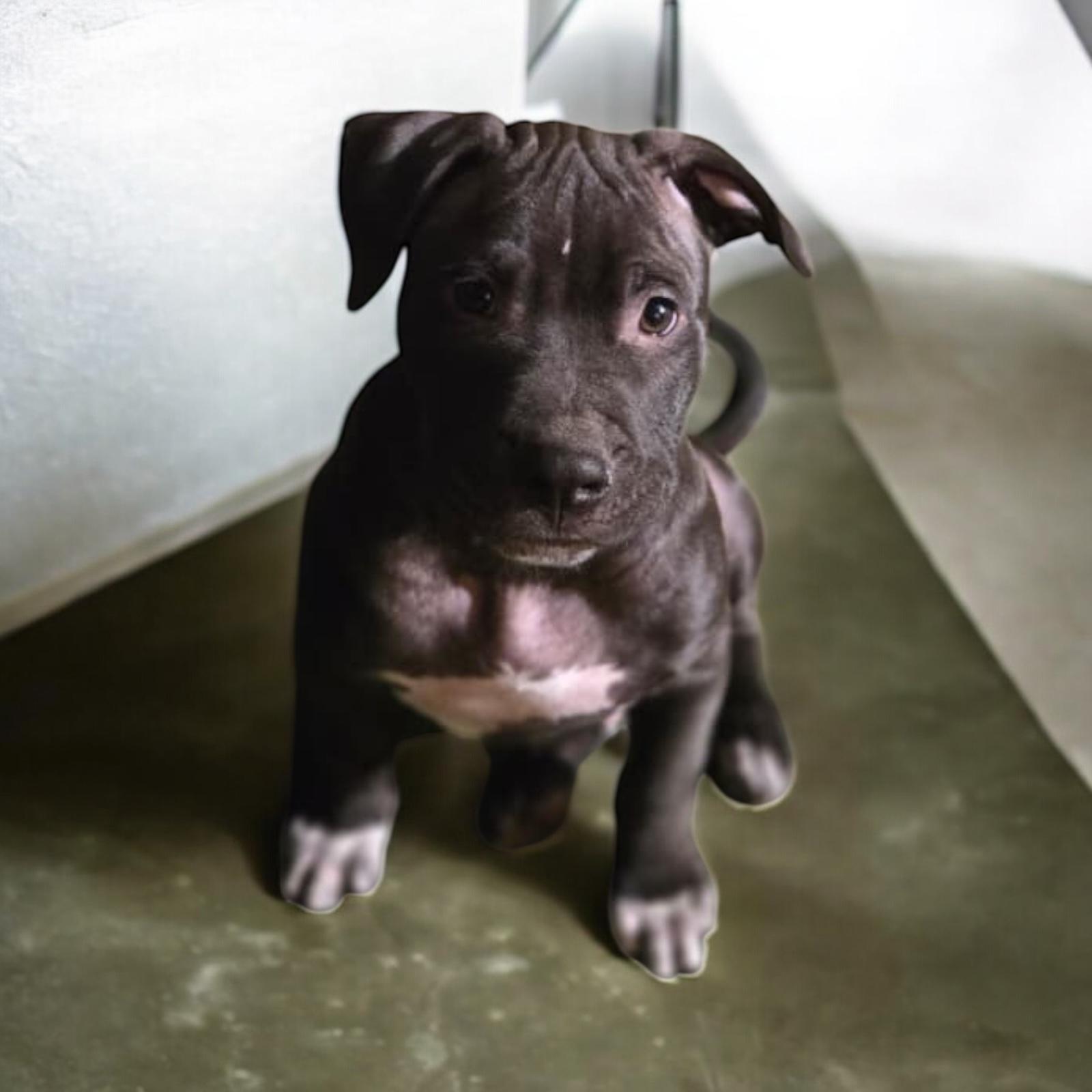 Highway, a ADOPTABLE mixed breed in Homosassa Springs, FL image 2/4