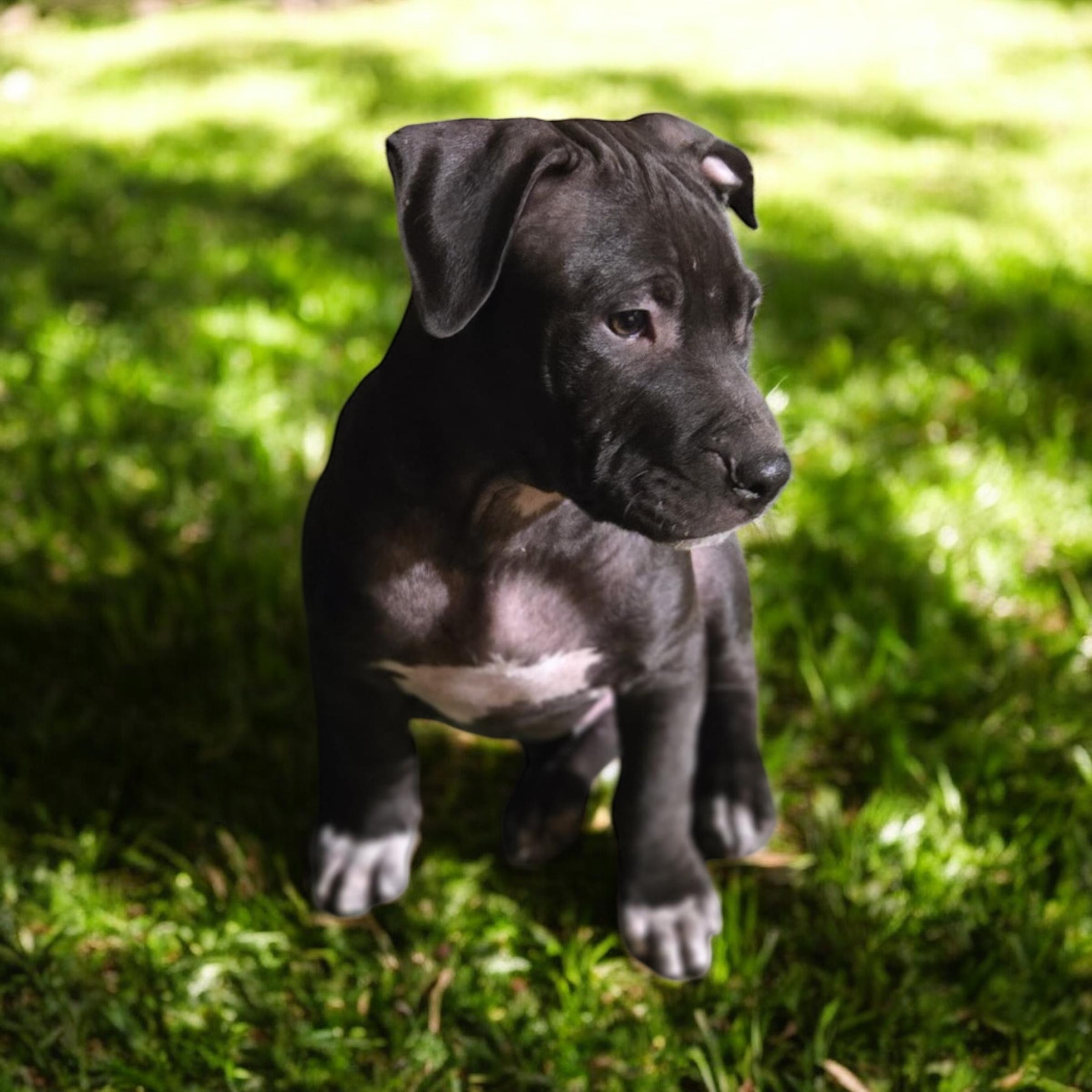 Highway, ADOPTABLE, Puppy Male American Bulldog.