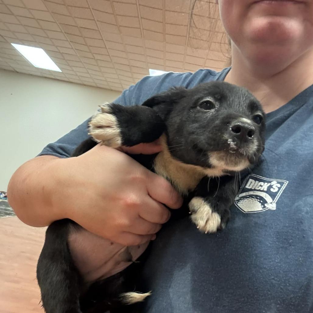 Enlarge Andy, a Adoptable mixed breed in Springboro, OH image 1/1
