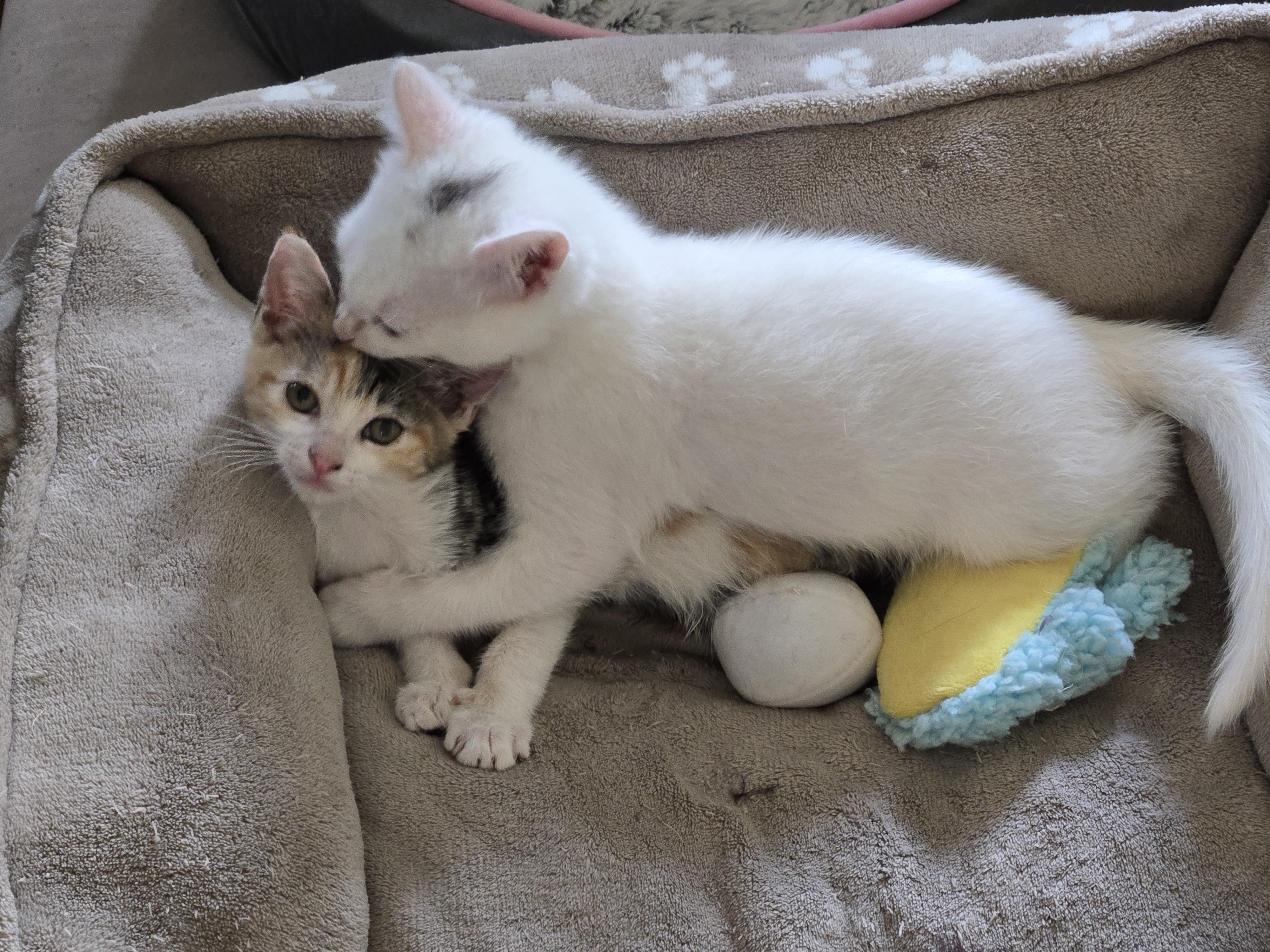 Enlarge Alby, an adopted mixed breed in Redondo Beach, CA image 2/5