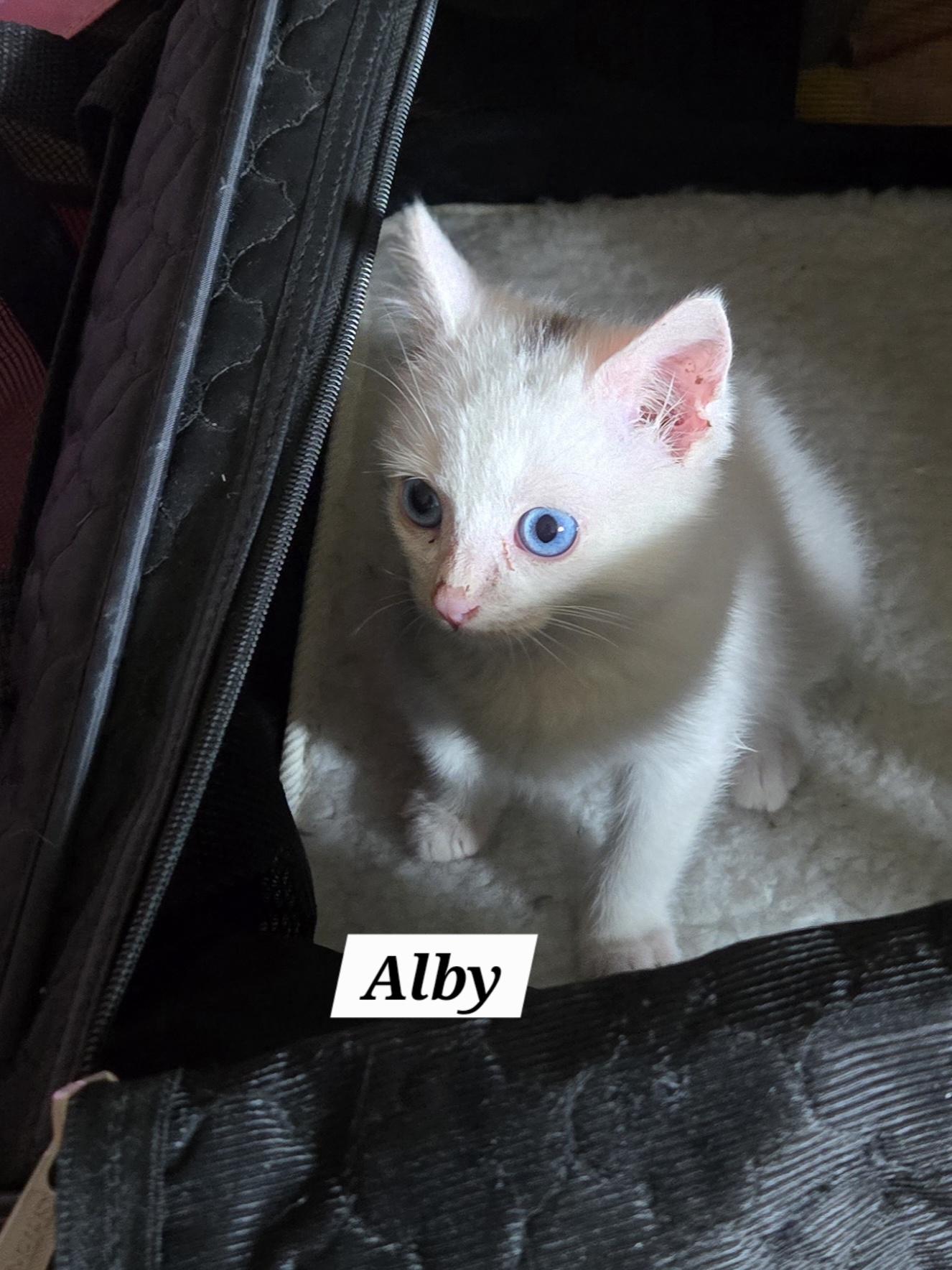 Enlarge Alby, an adopted mixed breed in Redondo Beach, CA image 3/5