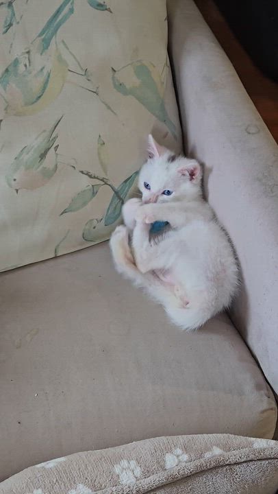 Enlarge Alby, an adopted mixed breed in Redondo Beach, CA video 5/5