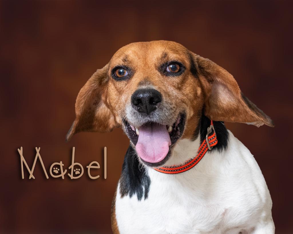 Mabel, adopted, Young Female Beagle.