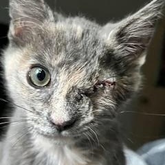Waddle Doo, adopted, Young Female Tortoiseshell.