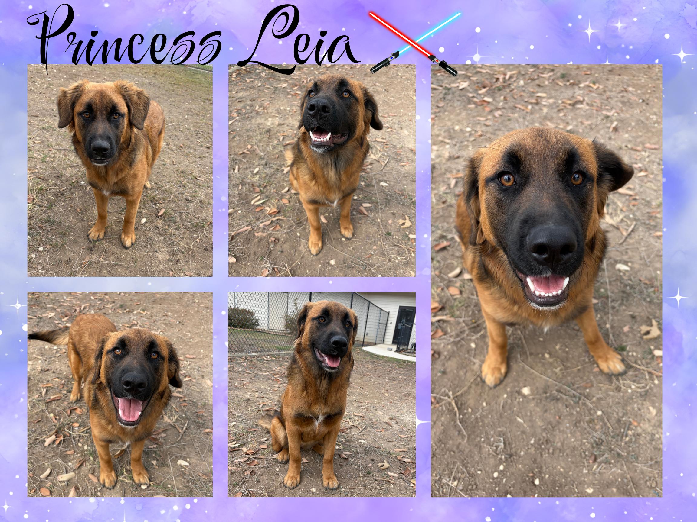 Enlarge Princess Leia, a ADOPTABLE mixed breed in Universal City, TX image 1/1