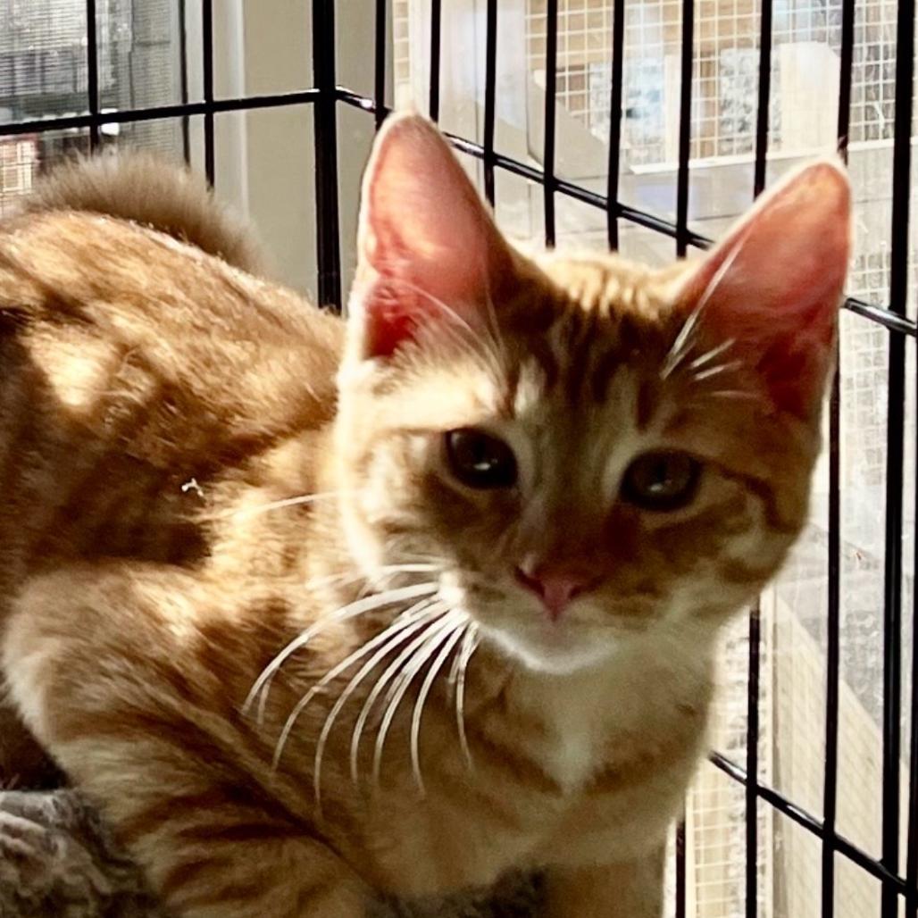 Lurch Addams, Adoptable, Kitten Male Domestic Short Hair.