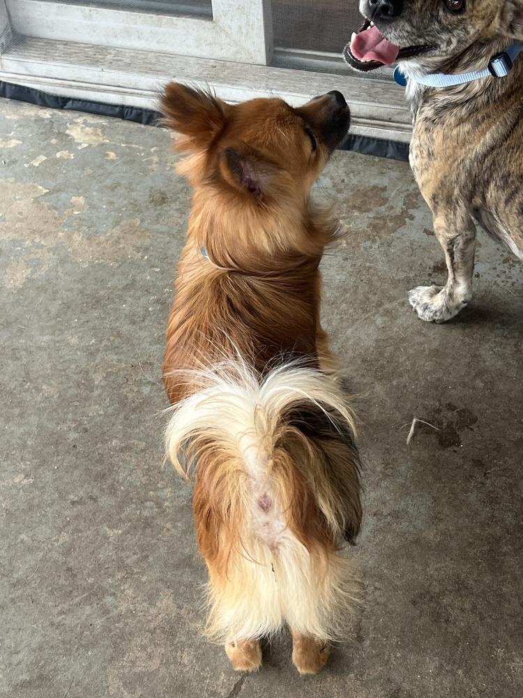 Enlarge Artie, a Adoptable mixed breed in PORTLAND, OR image 3/5