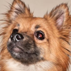 Enlarge Artie, a Adoptable mixed breed in PORTLAND, OR image 4/5