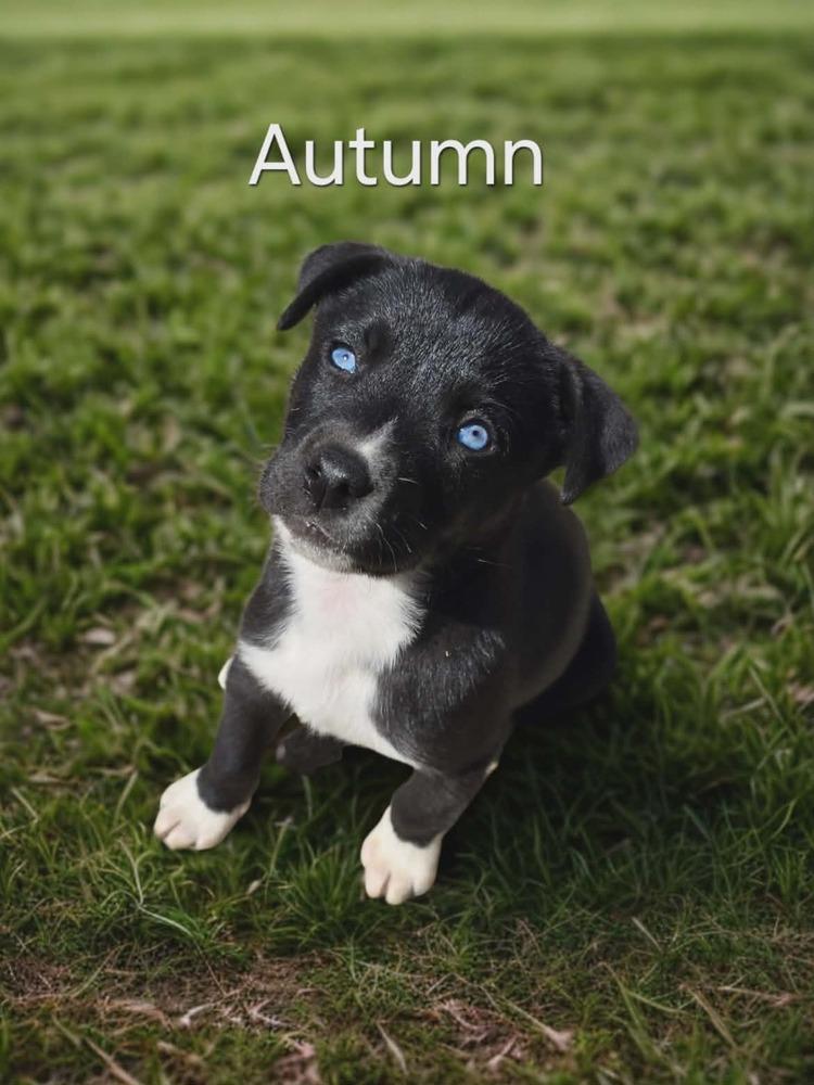 Autumn, Adoptable, Puppy Female Husky & Labrador Retriever.