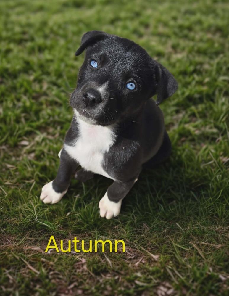 Enlarge Autumn, a Adoptable mixed breed in Peoria, IL image 2/4