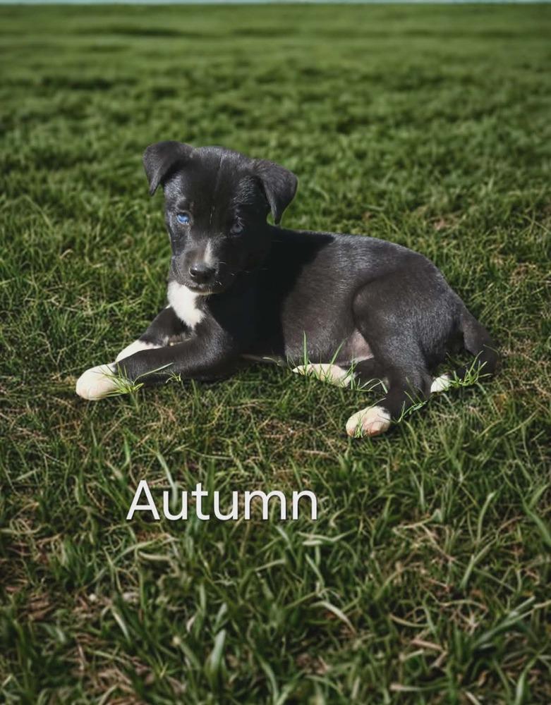 Enlarge Autumn, a Adoptable mixed breed in Peoria, IL image 4/4