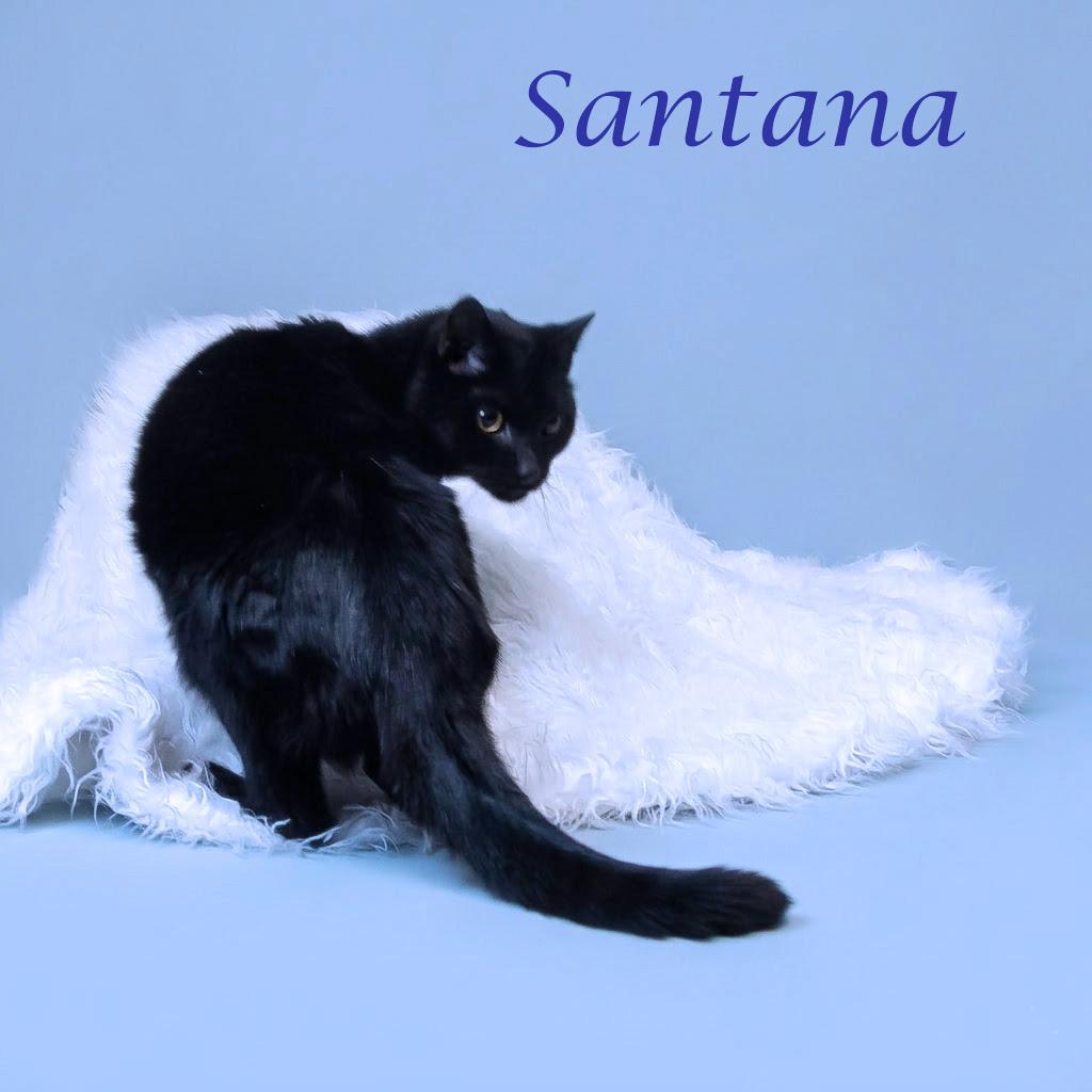 Santana C26-087, Adoptable, Senior Male Domestic Short Hair.