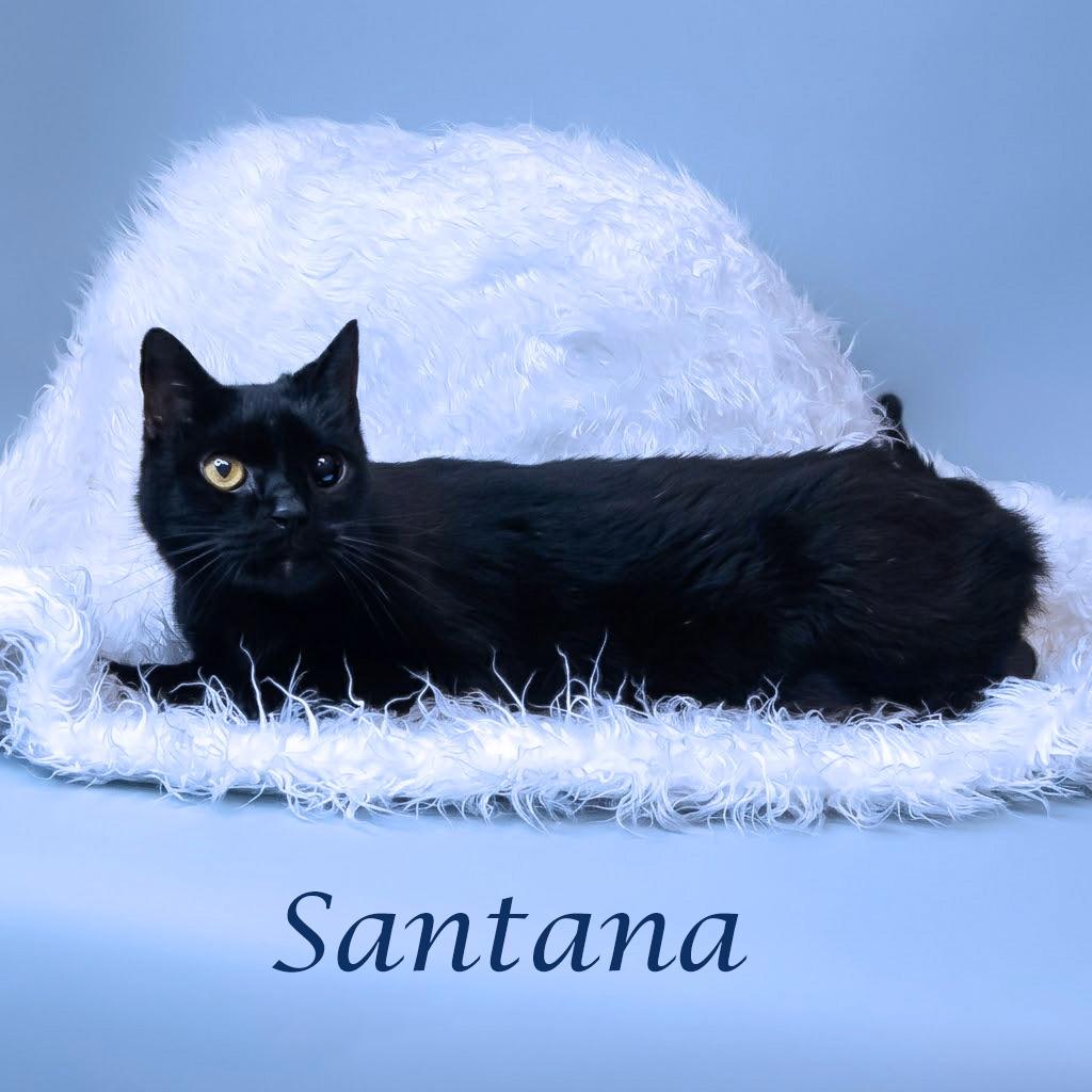 Enlarge Santana C26-087, a Adoptable Domestic Short Hair in Lebanon, TN image 2/4