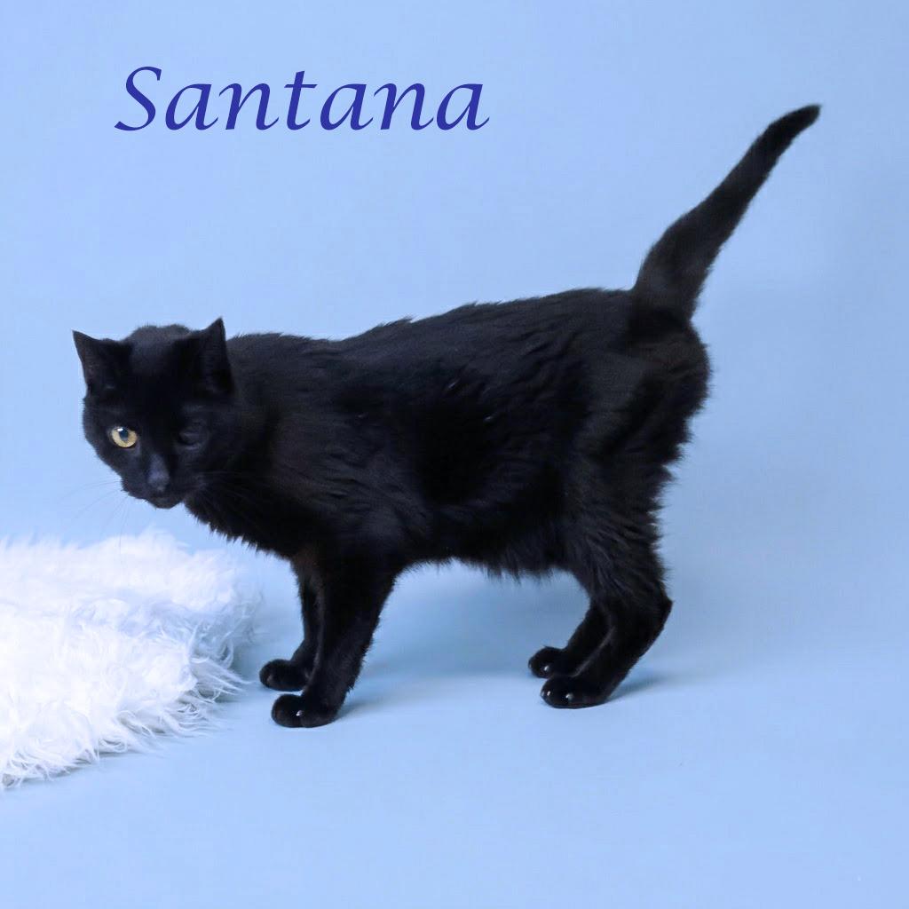 Enlarge Santana C26-087, a Adoptable Domestic Short Hair in Lebanon, TN image 3/4