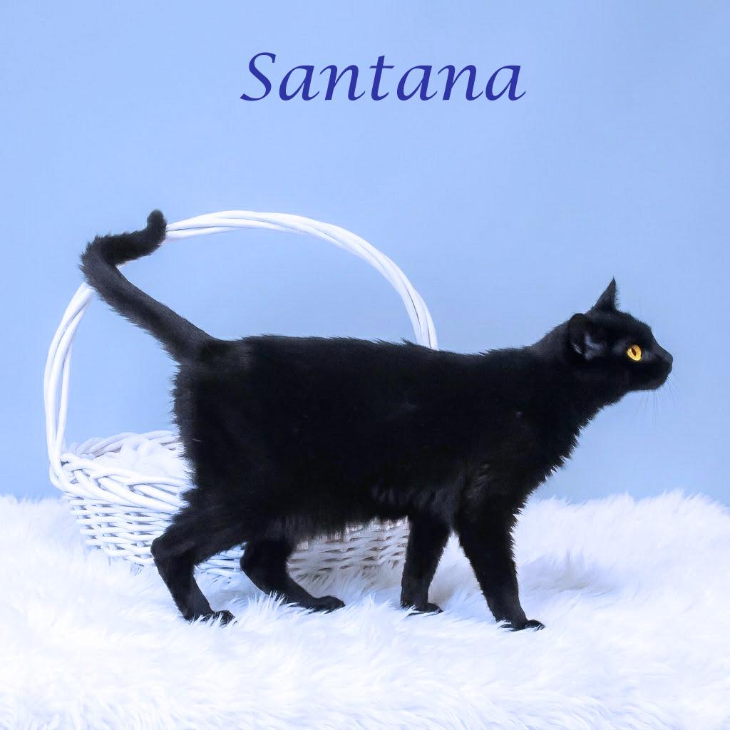 Enlarge Santana C26-087, a Adoptable Domestic Short Hair in Lebanon, TN image 4/4