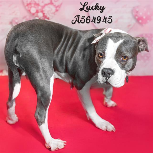 LUCKY, Adoptable, Adult Female Pit Bull Terrier & Mixed Breed.